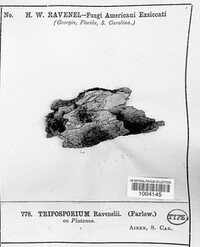 Tetraposporium ravenelii image